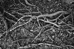 Tree roots near Lai Chi Wo village, Plover Cove Country Park, North East New Territories, 21 February 2016
