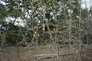 Near Lai Chi Wo village, Plover Cove Country Park, North East New Territories, 21 February 2016