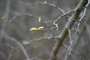 Tree, near Lai Chi Wo village, Plover Cove Country Park, North East New Territories, 21 February 2016