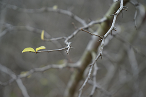 Tree, near Lai Chi Wo village, Plover Cove Country Park, North East New Territories, 21 February 2016
