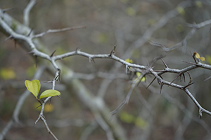 Tree, near Lai Chi Wo village, Plover Cove Country Park, North East New Territories, 21 February 2016