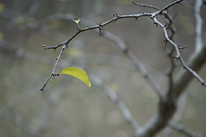 Tree, near Lai Chi Wo village, Plover Cove Country Park, North East New Territories, 21 February 2016