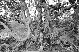 Tree, near Lai Chi Wo village, Plover Cove Country Park, North East New Territories, 21 February 2016