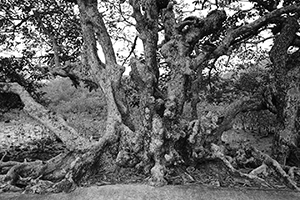 Tree near Lai Chi Wo village, Plover Cove Country Park, North East New Territories, 21 February 2016