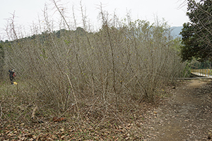 Near Lai Chi Wo village, Plover Cove Country Park, North East New Territories, 21 February 2016