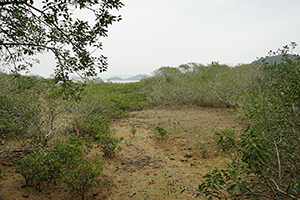 Near Lai Chi Wo village, Plover Cove Country Park, North East New Territories, 21 February 2016