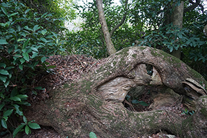 Tree near Lai Chi Wo village, Plover Cove Country Park, North East New Territories, 21 February 2016
