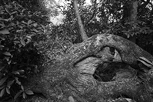 Tree near Lai Chi Wo village, Plover Cove Country Park, North East New Territories, 21 February 2016