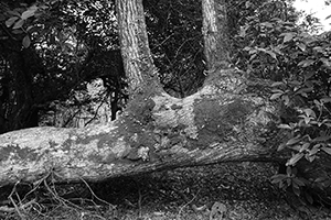 Tree near Lai Chi Wo village, Plover Cove Country Park, North East New Territories, 21 February 2016