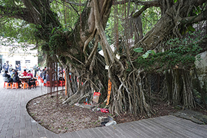 Tree near Lai Chi Wo village, Plover Cove Country Park, North East New Territories, 21 February 2016