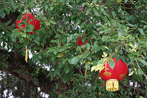 Tree near Lai Chi Wo village, Plover Cove Country Park, North East New Territories, 21 February 2016