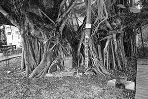 Tree near Lai Chi Wo village, Plover Cove Country Park, North East New Territories, 21 February 2016