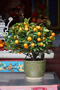 Kumquat bush at Lai Chi Wo village, Plover Cove Country Park, North East New Territories, 21 February 2016