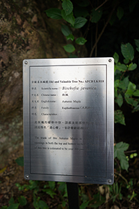 Information board concerning an 'old and valuable tree' near Lai Chi Wo village, Plover Cove Country Park,  North East New Territories, 21 February 2016