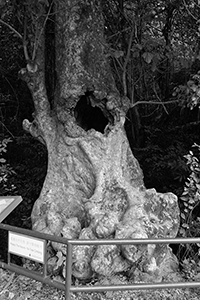 An 'old and valuable tree' near Lai Chi Wo village, Plover Cove Country Park,  North East New Territories, 21 February 2016