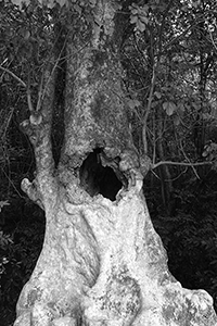 An 'old and valuable tree' near Lai Chi Wo village, Plover Cove Country Park,  North East New Territories,  21 February 2016