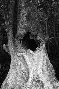 An 'old and valuable tree' near Lai Chi Wo village, Plover Cove Country Park,  North East New Territories, 21 February 2016