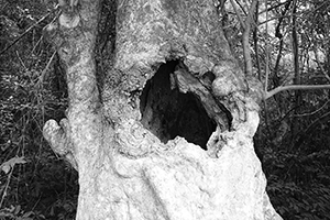 An 'old and valuable tree' near Lai Chi Wo village, Plover Cove Country Park,  North East New Territories, 21 February 2016