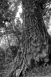 An 'old and valuable tree' near Lai Chi Wo village with a Strangler Fig growing on it, Plover Cove Country Park,  North East New Territories, 21 February 2016