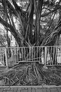 Tree on Bonham Road, 2 March 2016