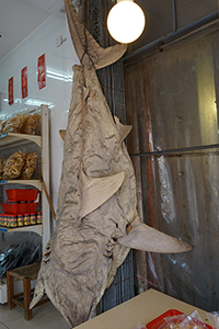 Shark, Tai O, Lantau, 20 March 2016