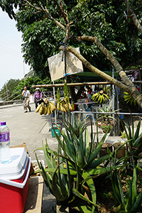 Village scene, Sham Wat, Lantau, 20 March 2016