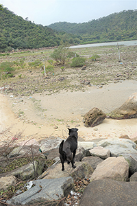 Village dog, Sham Wat, Lantau, 20 March 2016