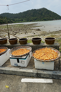 Sham Wat village, Lantau, 20 March 2016