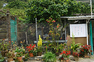 Plants in a village, Lantau, 20 March 2016