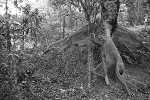 Roots of a tree, Lantau, 20 March 2016