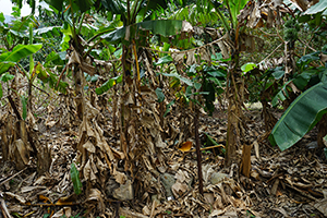 Bananas, Lantau, 20 March 2016