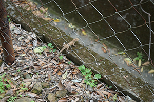 Lizard, Lantau, 20 March 2016