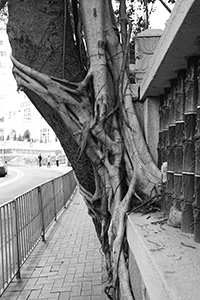 Tree with strangler fig, Bonham Road, 2 March 2016