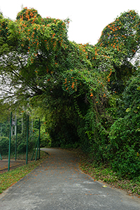 Firecracker vine, Lantau, 20 March 2016
