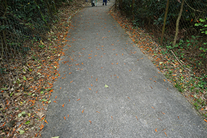 Leaves beside a path, Lantau, 20 March 2016