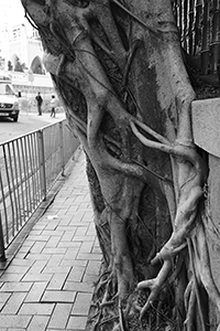 Tree with strangler fig, Bonham Road, 2 March 2016