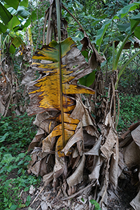 Bananas, Lantau, 20 March 2016