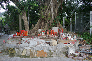 Roots of a tree, near Tung Chung, Lantau, 20 March 2016