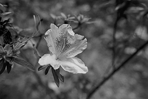 Flower, HKU campus, Pokfulam, Hong Kong Island, 29 March 2016