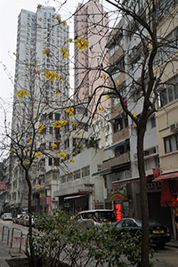 Tree in bloom, Sai Ying Pun, 30 March 2016