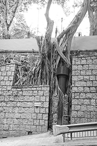 Tree growing on a wall, Eastern Street, Sai Ying Pun, 30 March 2016