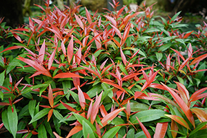 Plants in Nan Lian Garden, Diamond Hill, 3 April 2016