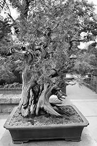 Bonsai tree, Nan Lian Garden, Diamond Hill, 3 April 2016