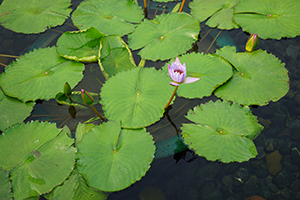 Lotus pond in Chi Lin Nunnery, Diamond Hill, 3 April 2016