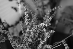 Dried lavender, Sheung Wan, 7 April 2016