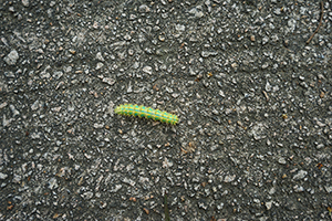 Caterpillar of a moth, New Territories, 17 April 2016