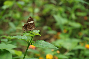 Banded Treebrown butterfly, New Territories, 17 April 2016