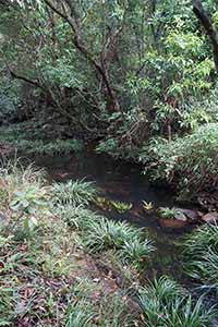 Scene from a hike in the New Territories, 17 April 2016