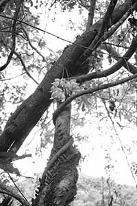 A tree, New Territories, 17 April 2016