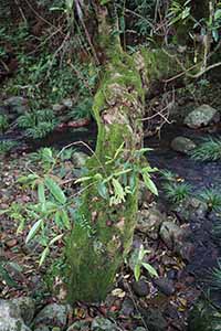 Scene from a hike in the New Territories, 17 April 2016